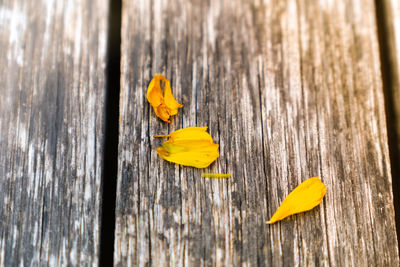Close-up of yellow flower on wooden plank