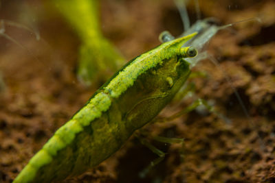 Close-up of insect on leaf