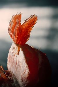 Close-up of red flower against blurred background