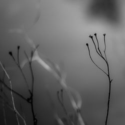 Close-up of white flowering plant against sky