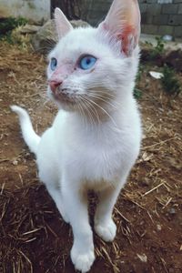 Close-up of cat looking away