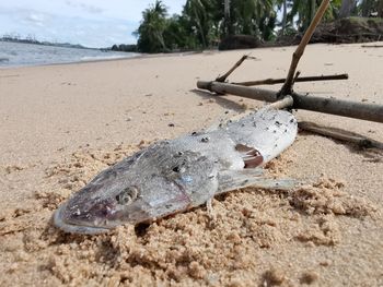 Close-up of fish on beach