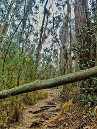 Trees in forest against sky