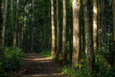 Pine trees in forest