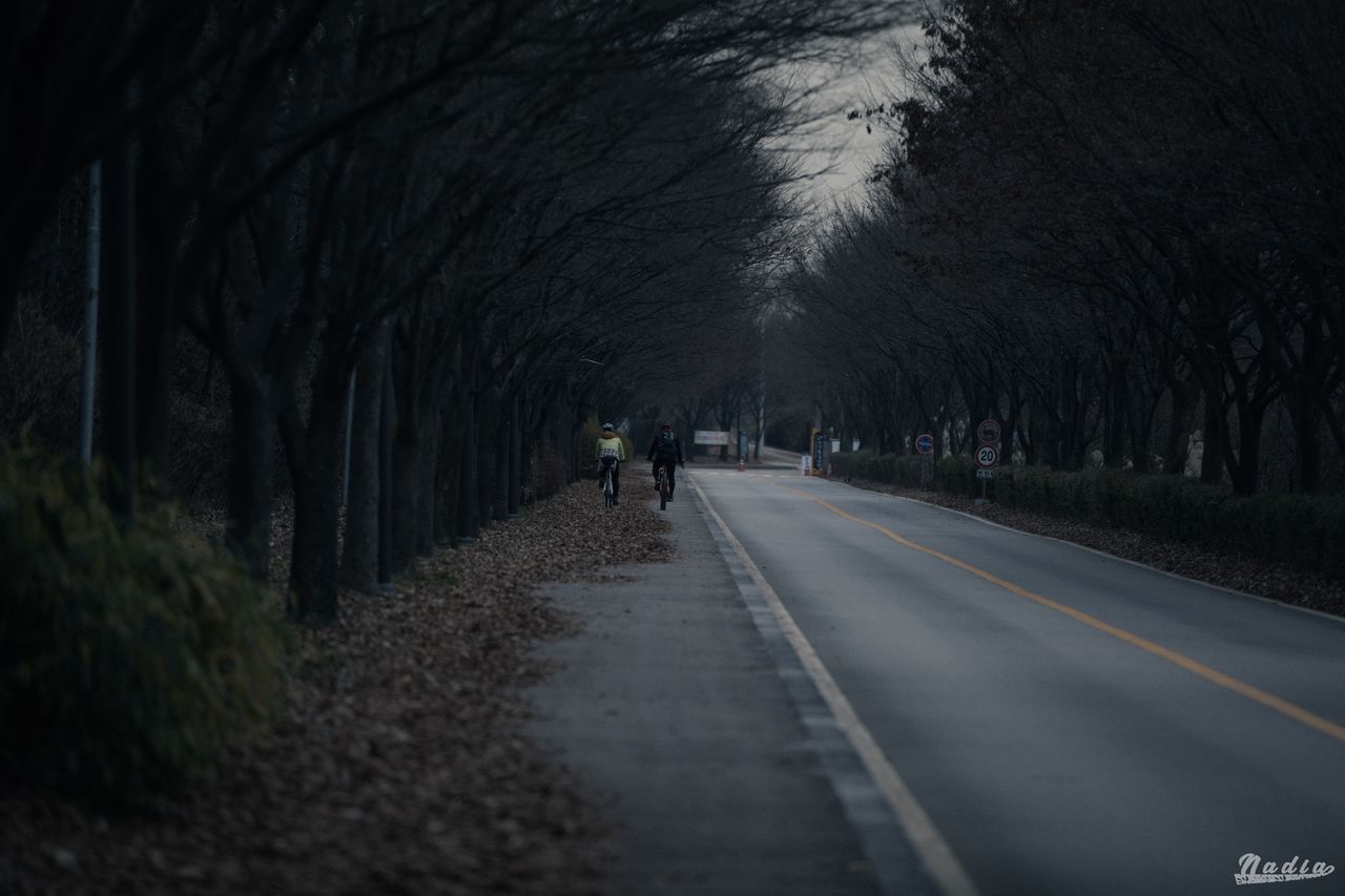 EMPTY ROAD AMIDST BARE TREES AND PLANTS