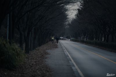 Surface level of road amidst bare trees