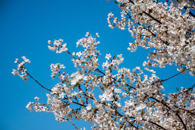 Low angle view of cherry blossom against blue sky