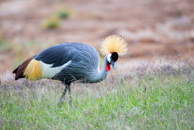 Close-up of duck on field