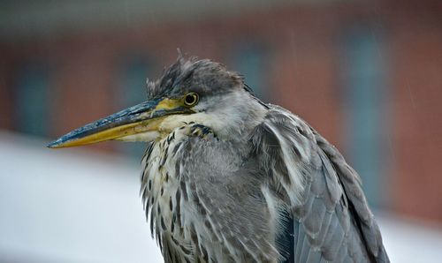 Close-up of bird