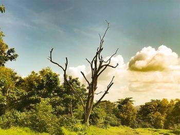 Trees on field against sky