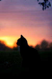 Silhouette cat against sky during sunset