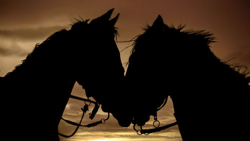 Silhouette of  horses