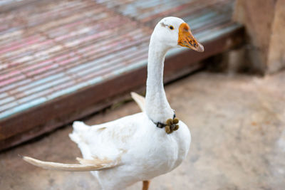 Close-up of a swan