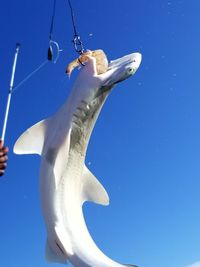 Low angle view of fish hanging against blue sky