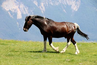 Horse running in a field