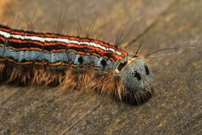 Close-up of caterpillar