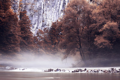 View of trees in forest during winter