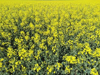 Yellow flowering plants on field