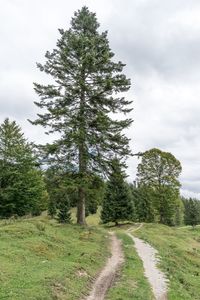 Road amidst trees on field against sky