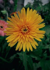 Close-up of yellow flower