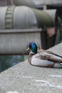 Close-up of bird perching