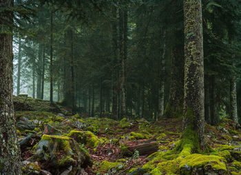 Trees growing in forest