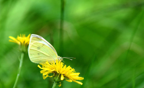 Close-up of butterfly pollinating on yellow flower