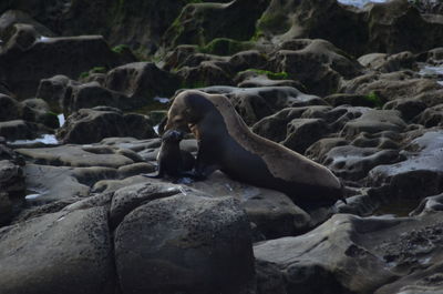 Doting mother seal with child