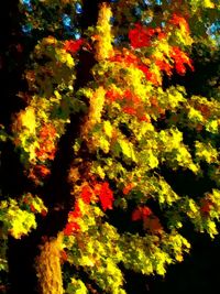 Low angle view of trees