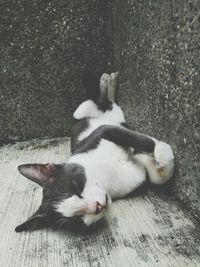 High angle view of dog lying on floor