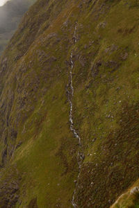 High angle view of moss on land