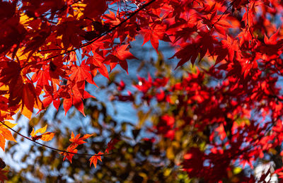 Low angle view of maple leaves on tree