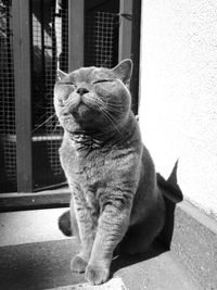 Cat sitting on window