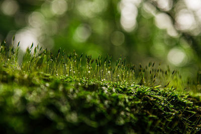 Close-up of wet plants during rainy season