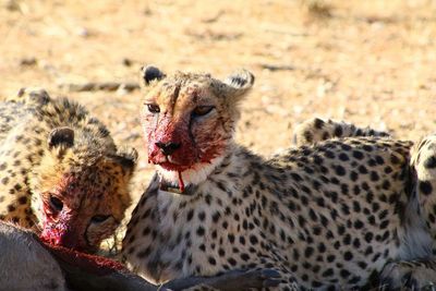Cheetah eating prey on field at forest