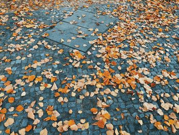 High angle view of maple leaves on pebbles