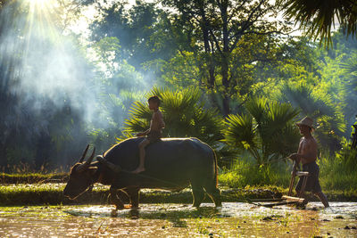 Boy with man sitting on buffalo at farm