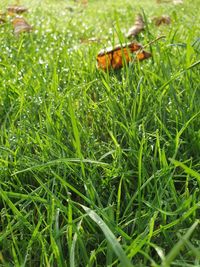 Close-up of insect on grass