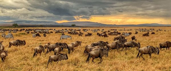 Flock of sheep in a field