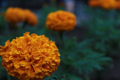 flowering plant