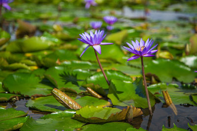 Close-up of water lily in lake