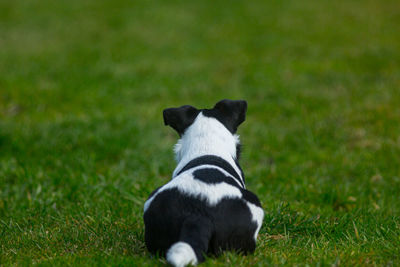 Black dog looking away on field