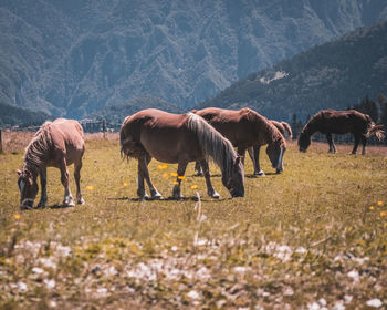 Horses grazing in a field