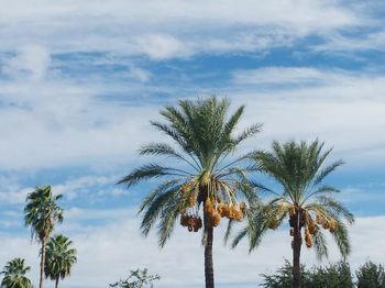 Low angle view of palm tree against sky