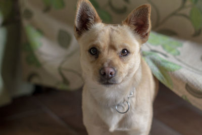 Portrait of dog on floor at home