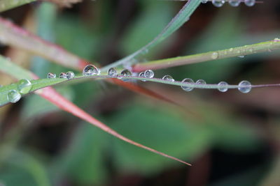 Close-up of water drops on plant