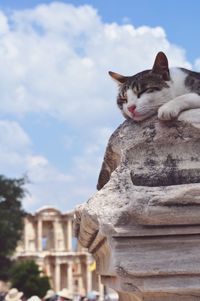 Low angle view of cat against sky