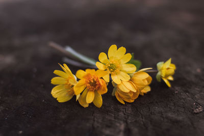 Close-up of yellow flowering plant on table