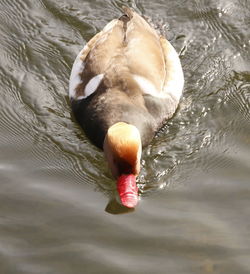 High angle view of duck swimming in lake