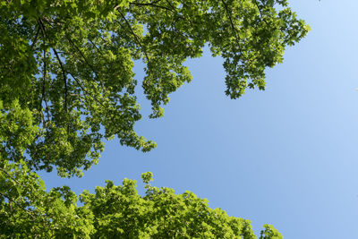 Low angle view of trees against clear blue sky